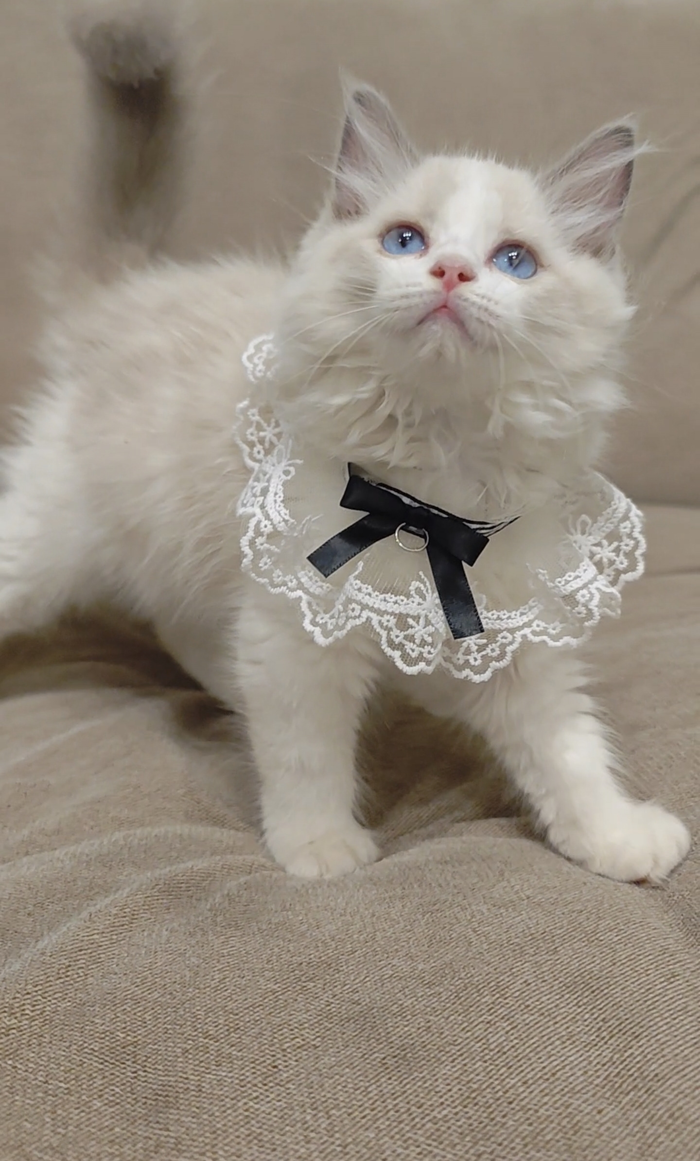 蓝双布偶猫妹妹